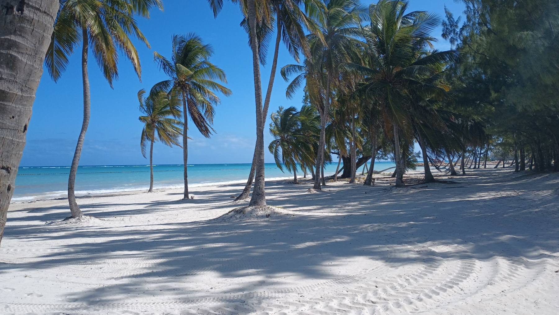 La playa de Cap Cana desde el cocotal: arena blanca, sombra de palmeras y el agua calma y turquesa que es el argumento de la zona. Al fondo, muy lejos, se ven hamacas y una construcción baja, demasiado chicas para reconocer ningún hotel.
